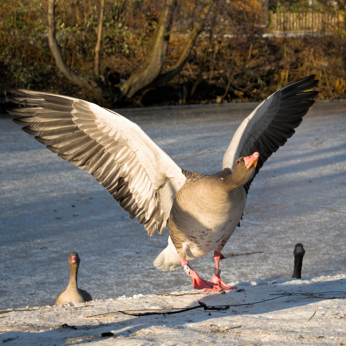 greylag goose with wings spread